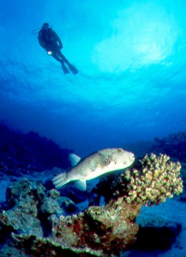 Diver & Puffer