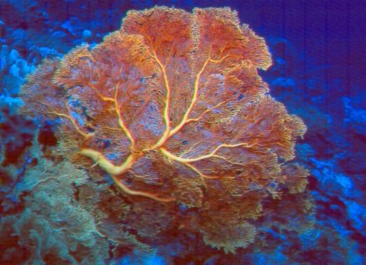 Gorgonia