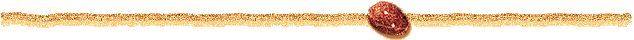 Cowrie Shell